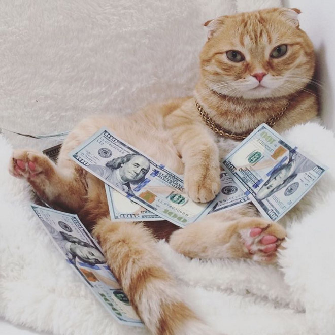 Gangster Cats (21 pics) Gangster Cats (21 pics)