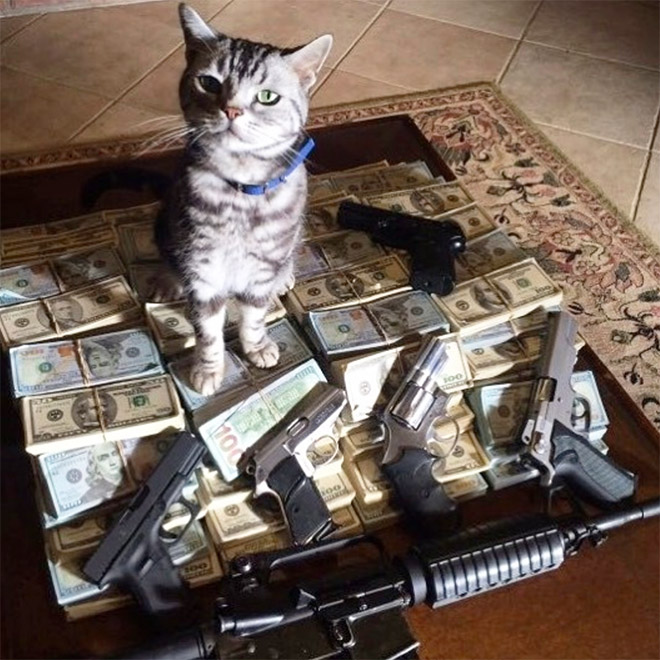 Gangster Cats (21 pics) Gangster Cats (21 pics)