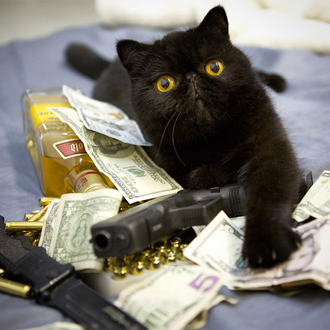 Gangster Cats (21 pics)