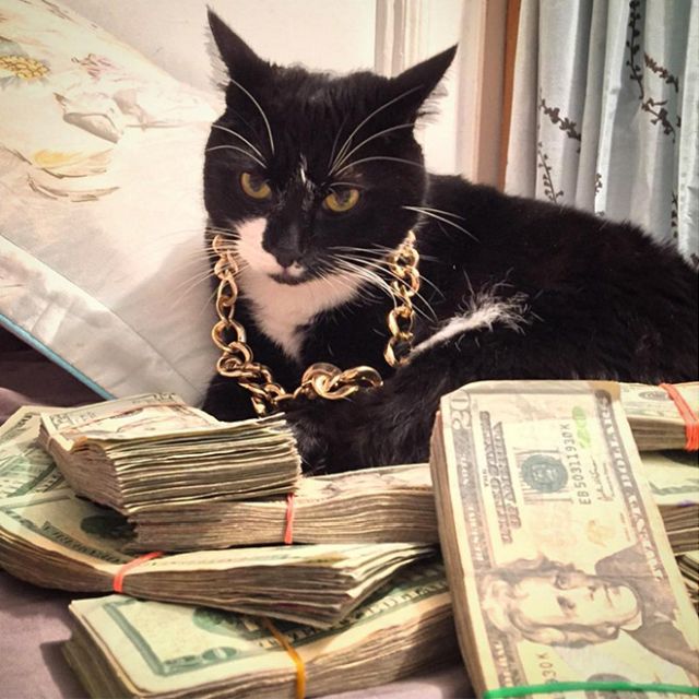 Gangster Cats (21 pics)
