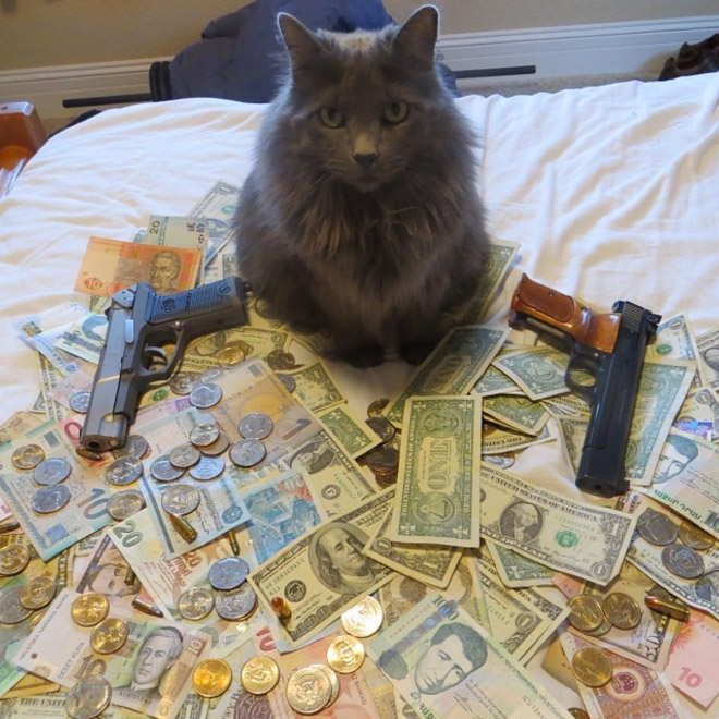 Gangster Cats (21 pics) Gangster Cats (21 pics)