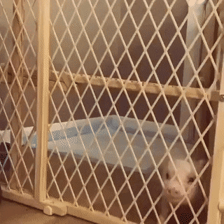 Acid GIFs, December 24 (25 gifs)