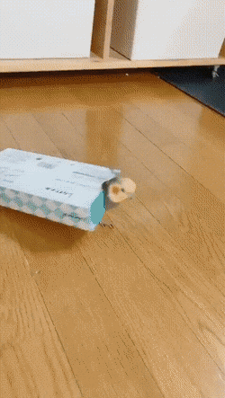 Acid GIFs, December 24 (25 gifs)