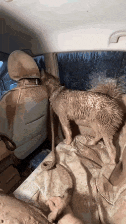 Acid GIFs, December 24 (25 gifs)