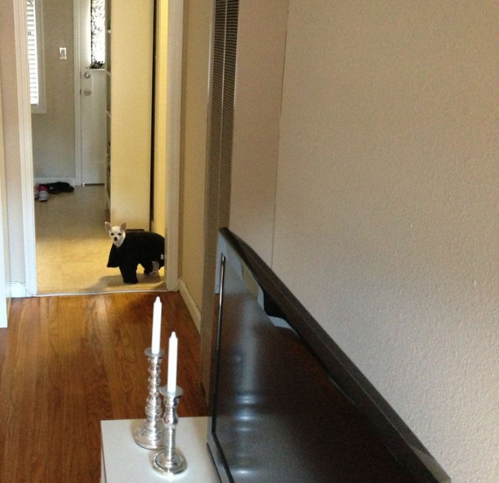 Funny ''Criminals'' (25 pics)