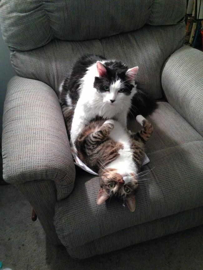 Funny ''Criminals'' (25 pics)