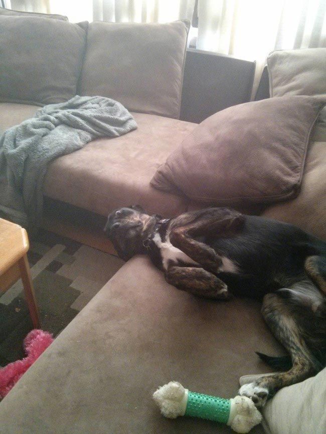 Funny ''Criminals'' (25 pics)