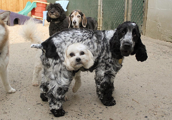 Optical Illusions (21 pics)