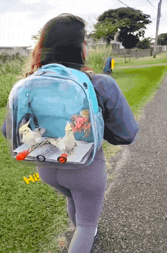 Acid GIFs, December 25 (25 gifs)