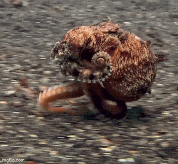 Acid GIFs, December 25 (25 gifs)