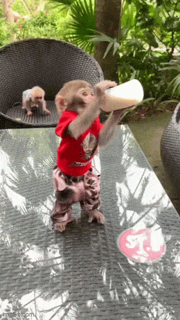 Acid GIFs, December 25 (25 gifs)