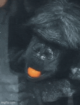 Acid GIFs, December 25 (25 gifs)