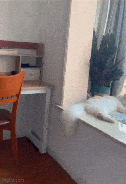 Acid GIFs, December 25 (25 gifs)