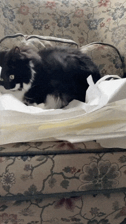 Acid GIFs, December 25 (25 gifs)