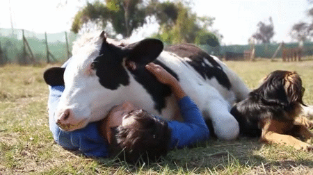 Acid GIFs, December 26 (25 gifs)