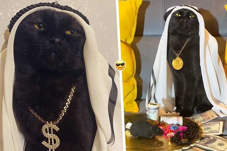 Cats Luxury Life (19 pics)