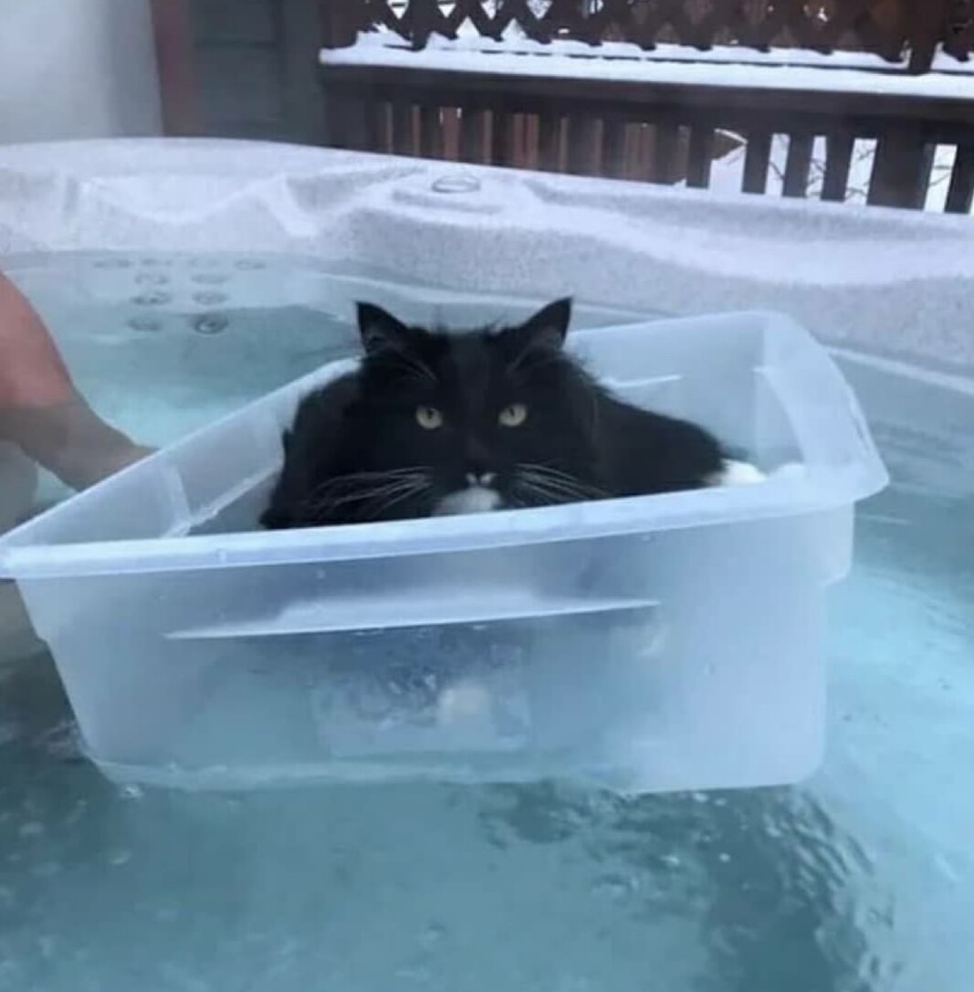 Cats Luxury Life (19 pics)