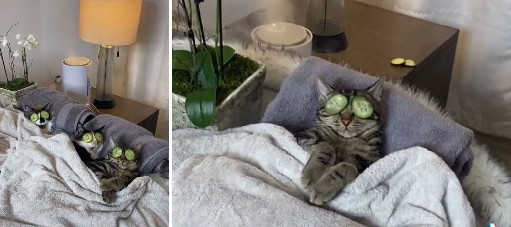 Cats Luxury Life (19 pics)