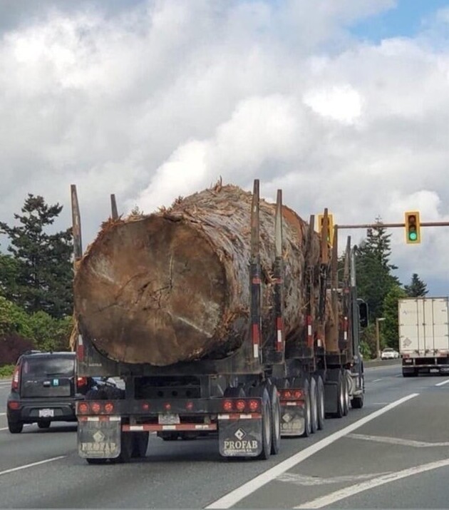 Giant Finds (20 pics)