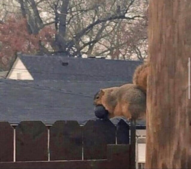 Giant Finds (20 pics)