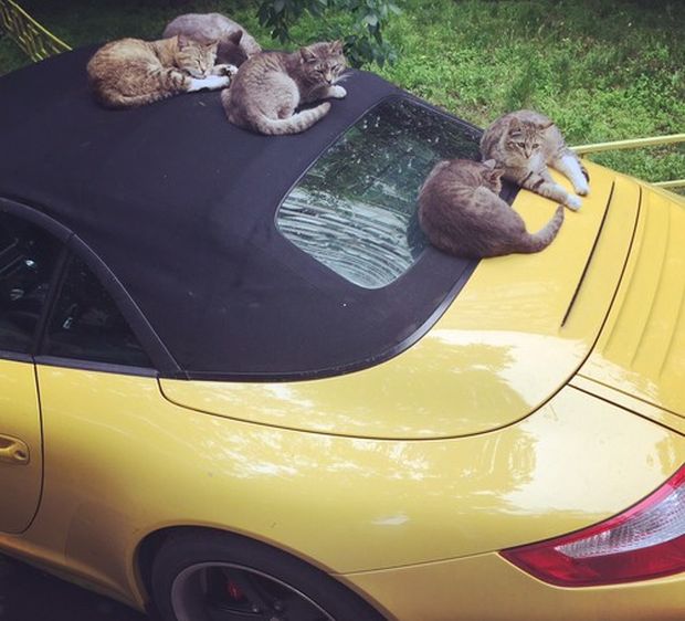 Daily Pictures. Part 1 (64 pics)