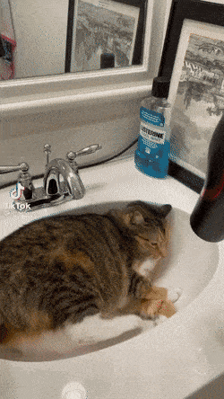 Acid GIFs, December 29 (25 gifs)