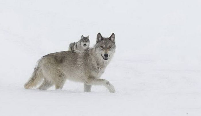 Look Twice (19 pics)