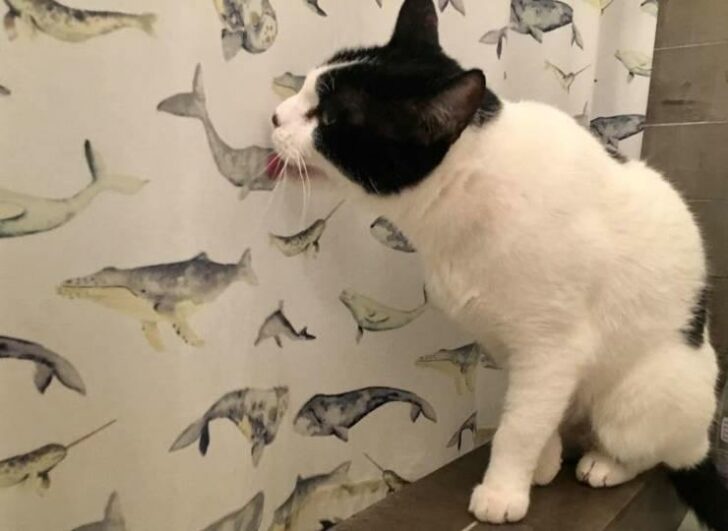 Epic Fails (17 pics)