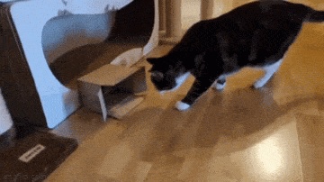 Acid GIFs, December 30 (25 gifs)