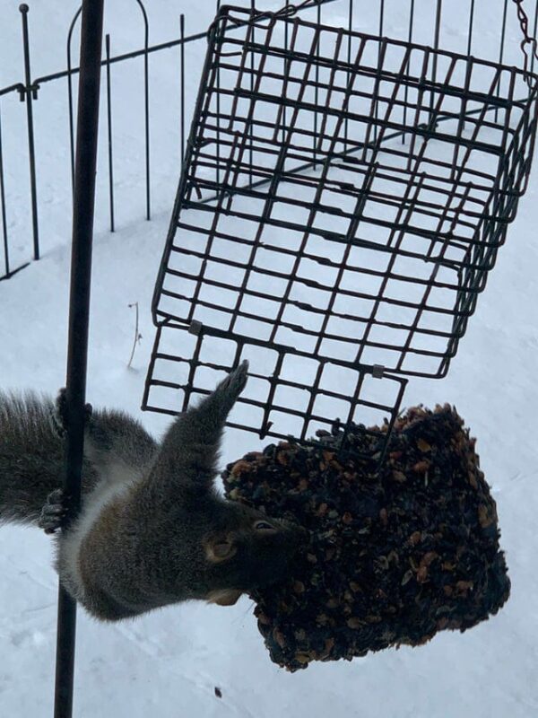 Funny Photos For A Good Mood (19 pics)