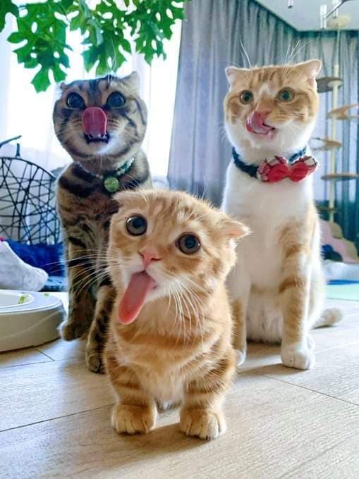 Funny Photos For A Good Mood (19 pics)