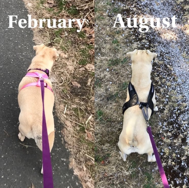 Diligent Dogs (20 pics)