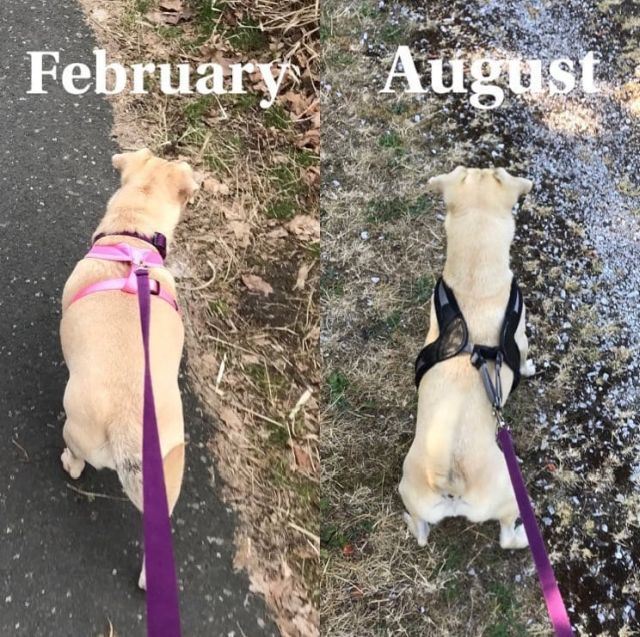 Diligent Dogs (20 pics)