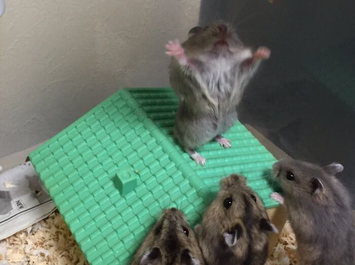 Cute And Funny Hamsters (21 pics)