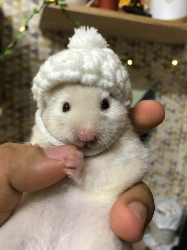 Cute And Funny Hamsters (21 pics)