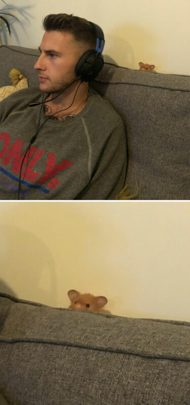 Cute And Funny Hamsters (21 pics)