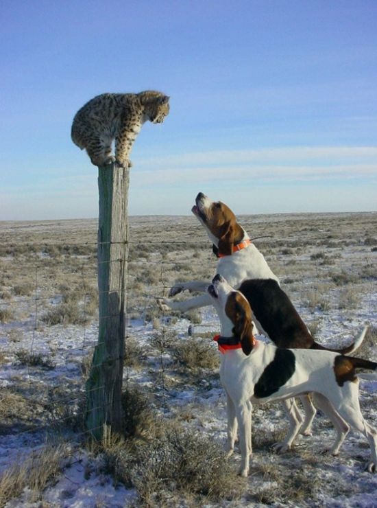 Daily Pictures. Part 1 (64 pics)