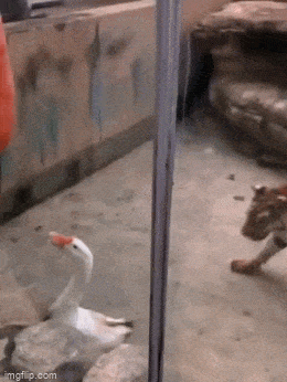 Acid GIFs, December 31 (25 gifs)