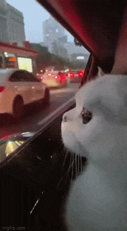 Acid GIFs, December 31 (25 gifs)