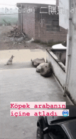 Acid GIFs, December 31 (25 gifs)