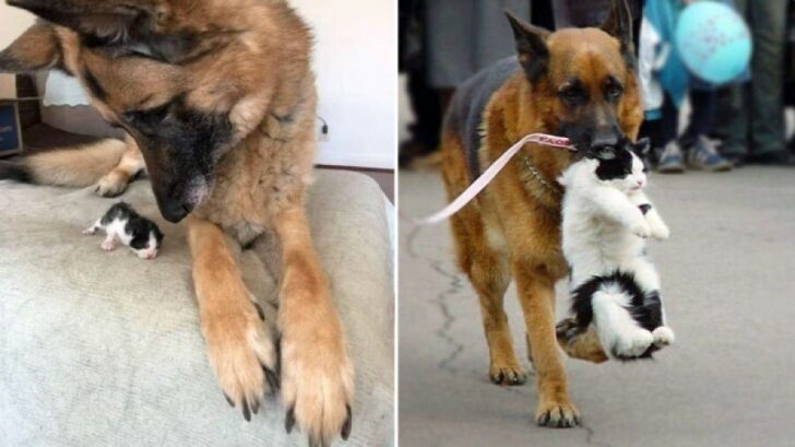 Funny Dogs (22 pics) Funny Dogs (22 pics)