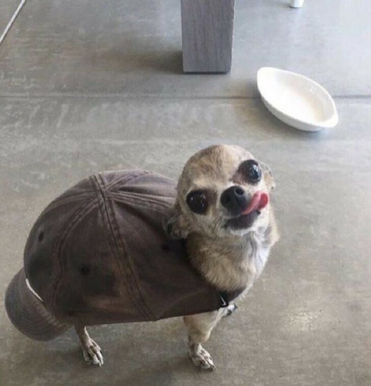 Funny Dogs (22 pics) Funny Dogs (22 pics)