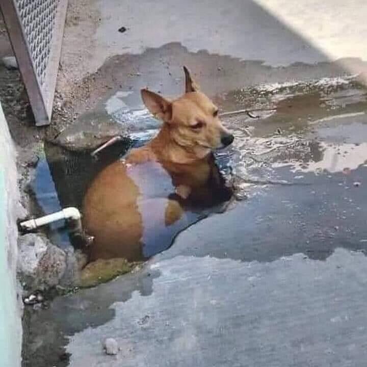 Funny Dogs (22 pics) Funny Dogs (22 pics)