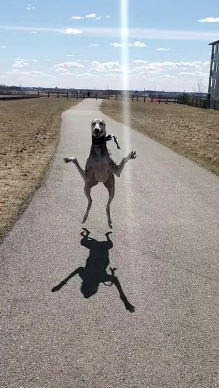 Funny Dogs (22 pics) Funny Dogs (22 pics)