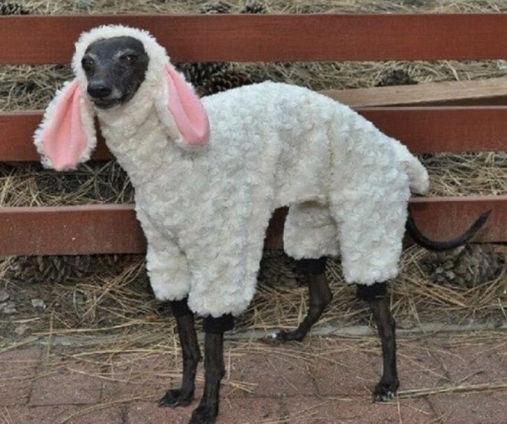 Funny Dogs (22 pics) Funny Dogs (22 pics)