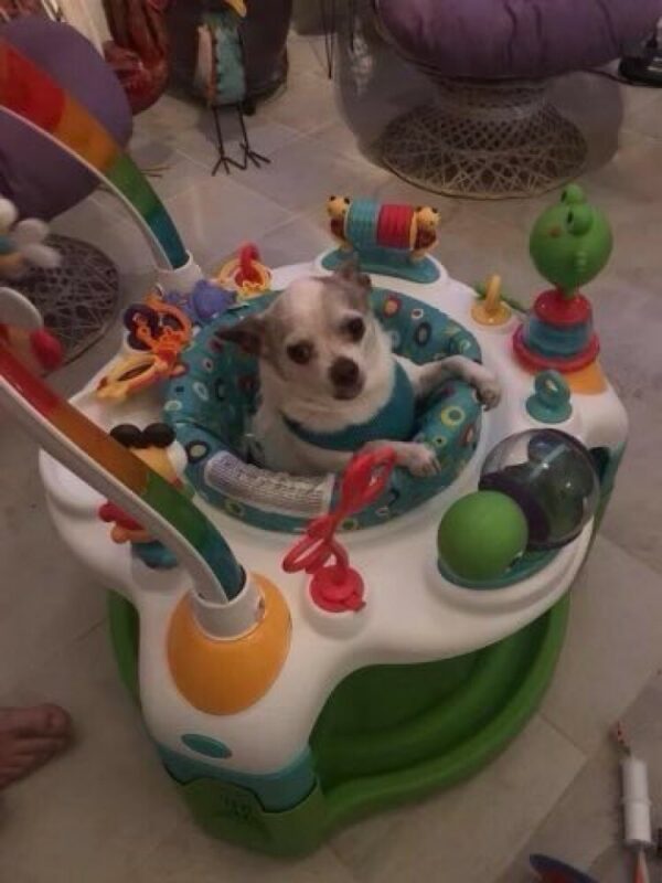 Funny Dogs (22 pics)