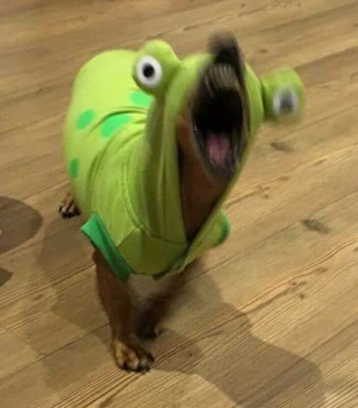 Funny Dogs (22 pics) Funny Dogs (22 pics)