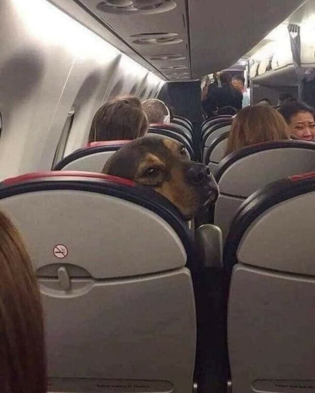 Funny Dogs (22 pics) Funny Dogs (22 pics)