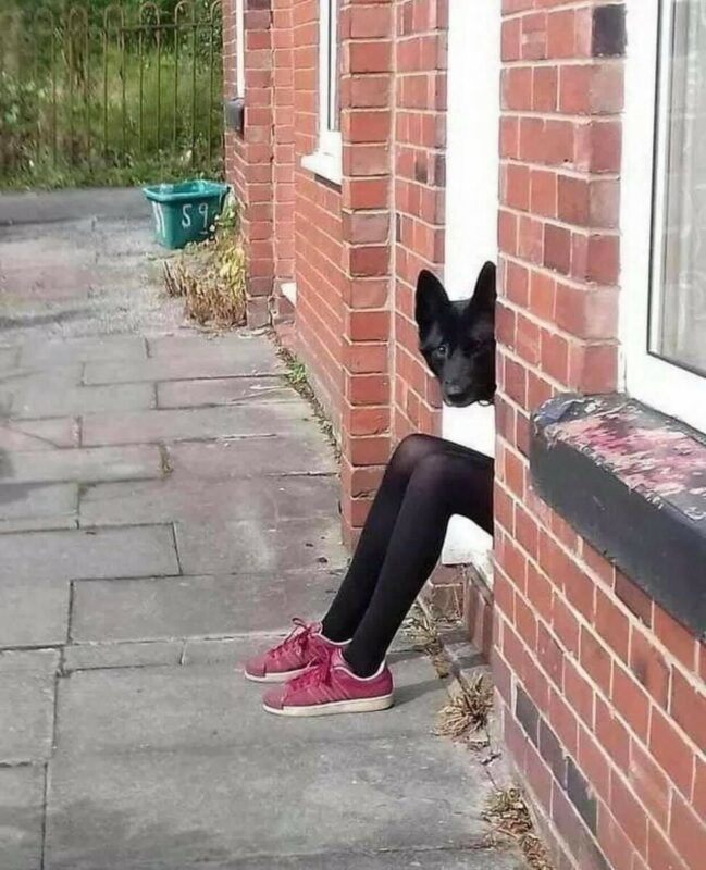 Funny Dogs (22 pics) Funny Dogs (22 pics)