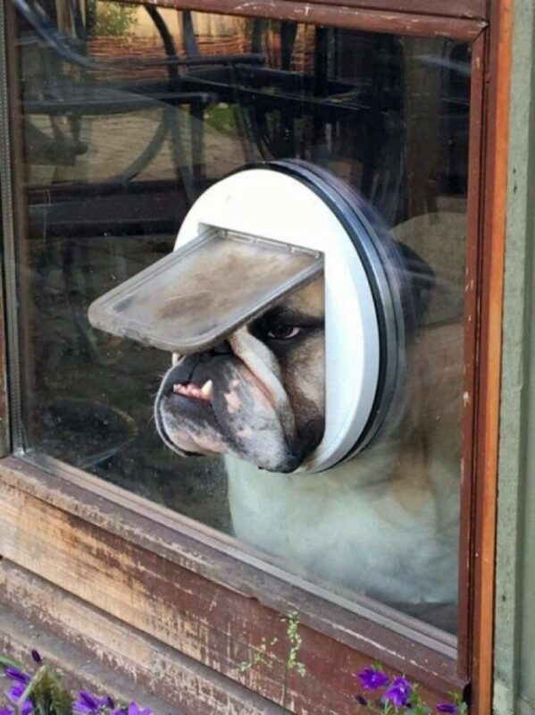 Funny Dogs (22 pics) Funny Dogs (22 pics)